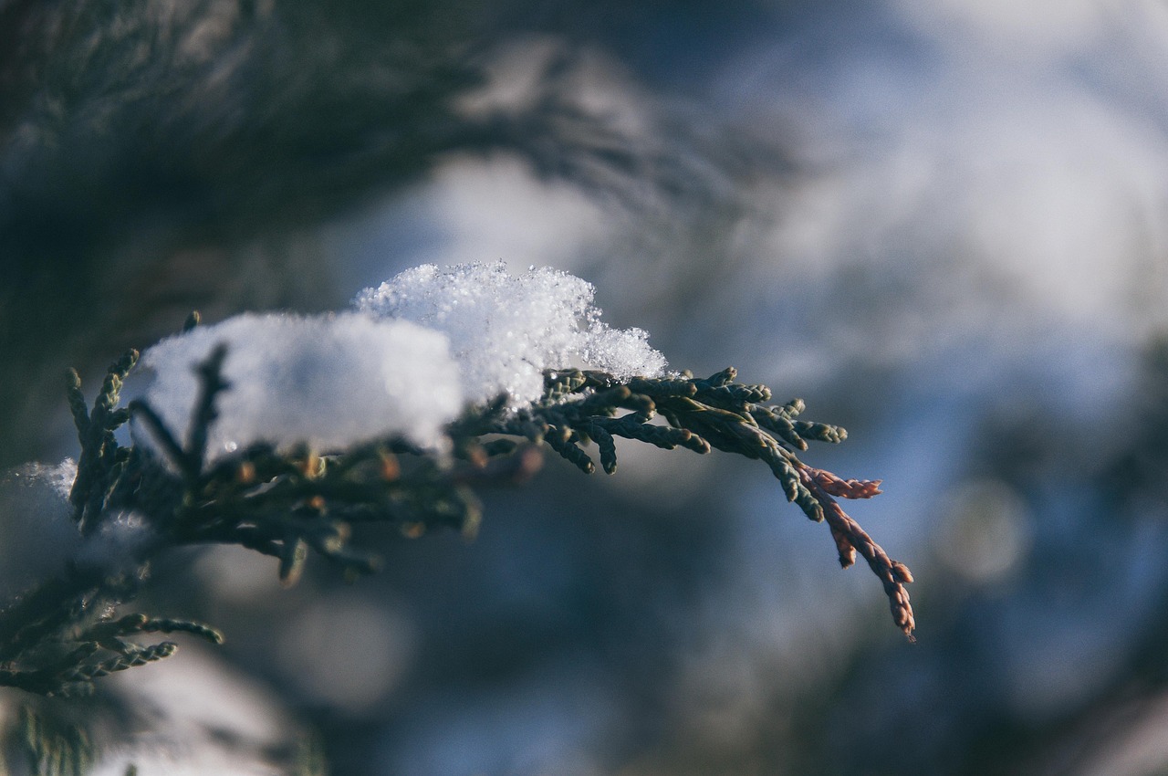 Tree Branch Snow - Free photo on Pixabay