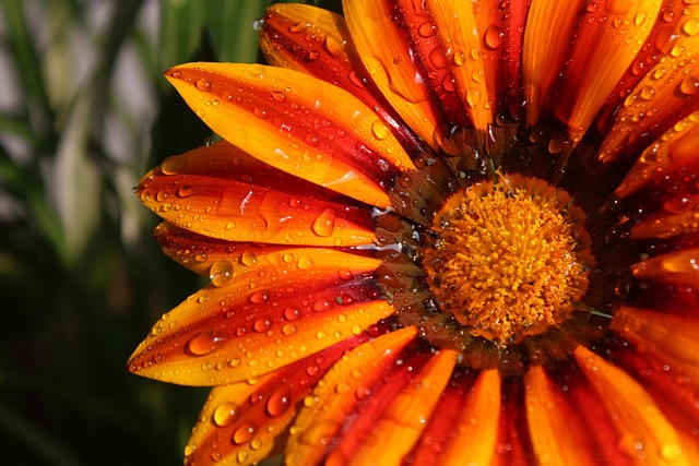 Flowers Petals Sunflower - Free photo on Pixabay - Pixabay