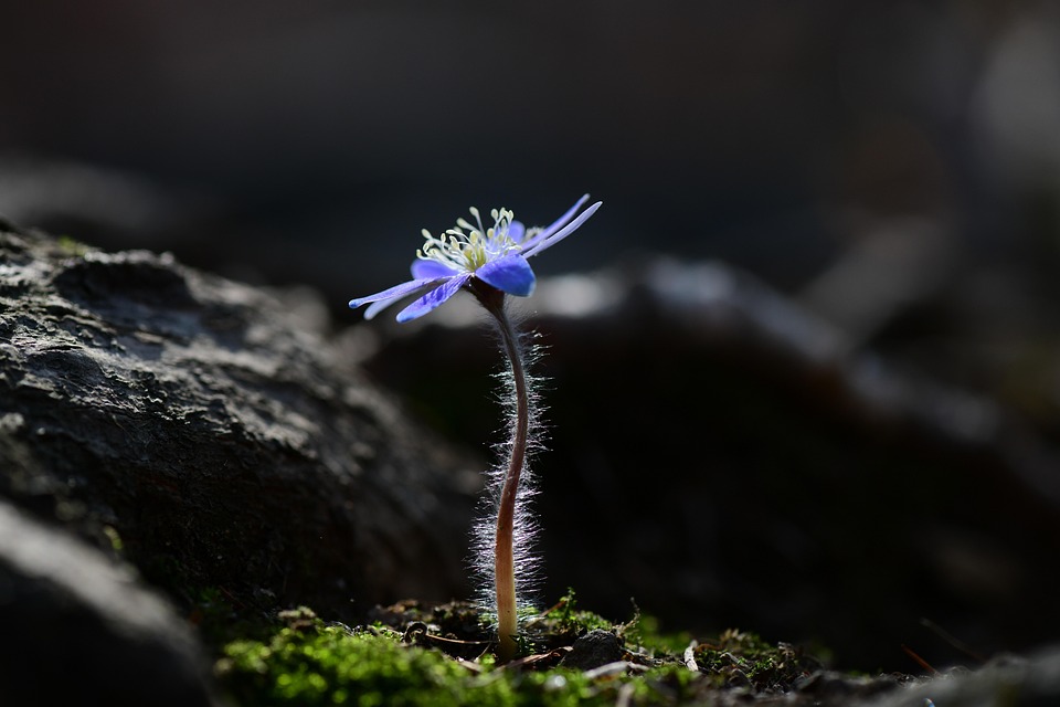 Flower Petals Moss Free photo on Pixabay