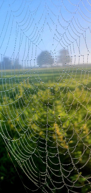 Free Spider Web Dew photo and picture