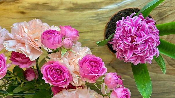 Free Roses Carnation photo and picture