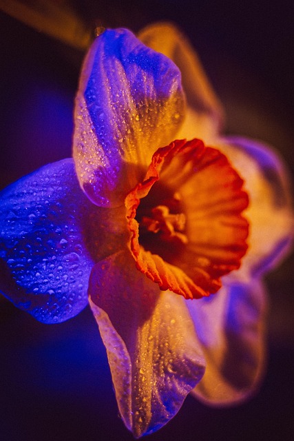 Free Flower Daffodil photo and picture