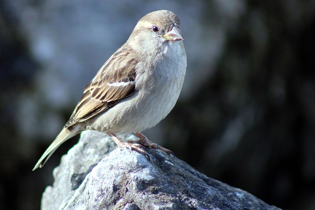 bird, sparrow, sperling, riverside, bird watching, nature, sparrow, sparrow, sparrow, sparrow, sparrow