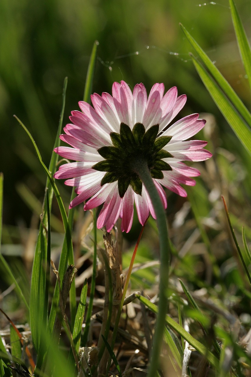 Gänseblümchen-Dekosteine – 45 Stück, 13 Mm, Weiß, Mit Flacher Rückseite Für Bastelprojekte