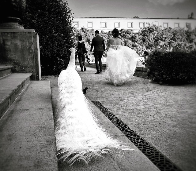 Hochzeit, Feier, Braut, Kleid, Vogel