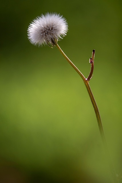 Blomst, Blomstre, Botanik, Hvid, Natur
