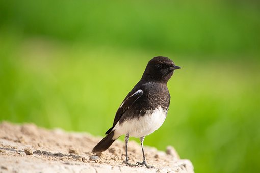 Fugl, Pied Bush Chat, Ornitologi, Arter