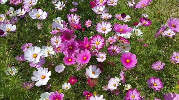 Kosmos, Blume, Natur, Landschaft, Baum