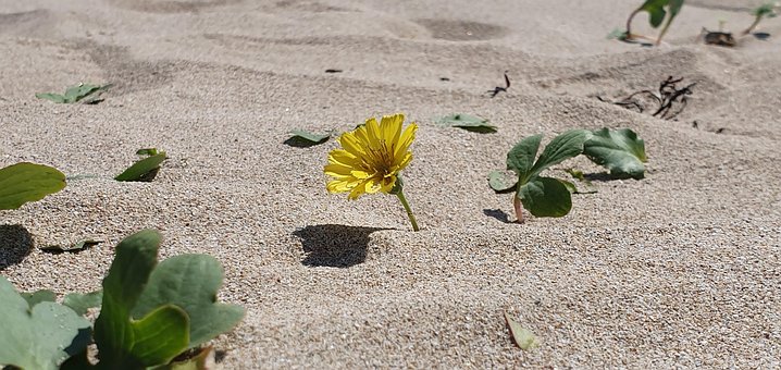 Blume, Ozean, Sand, Natur, Landschaft