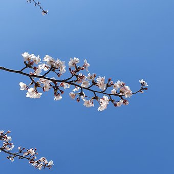 Kirschblüte, Frühling, Blume, Himmel
