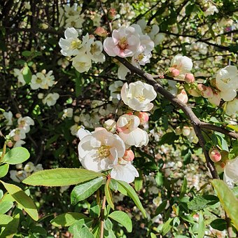 Blume, Liebe, Natur, Weiße Blume