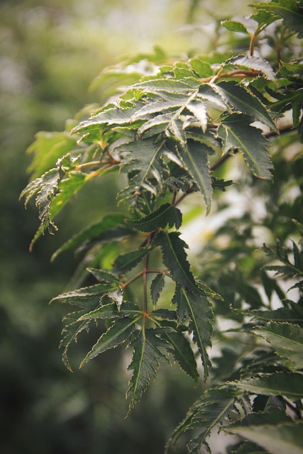 Ming Aralia Leaves Green - Free photo on Pixabay