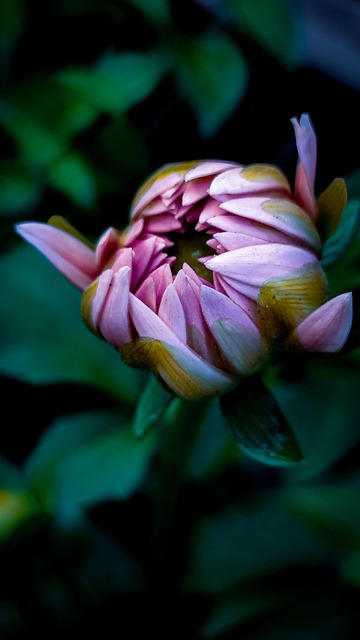 Free Flower Dahlia Flower photo and picture