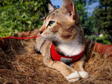Free Cat Pet photo and picture