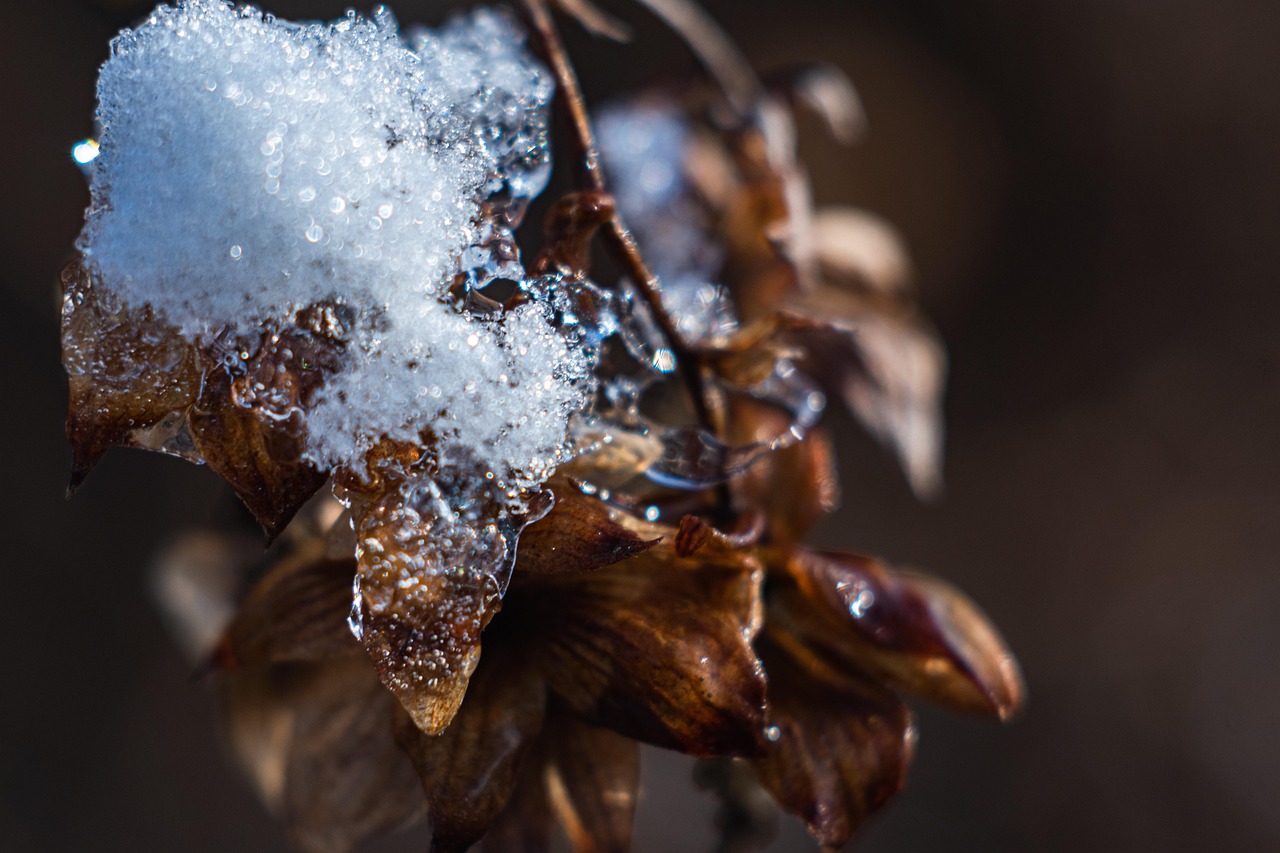 树叶 雪 冰 - Pixabay上的免费照片 - Pixabay