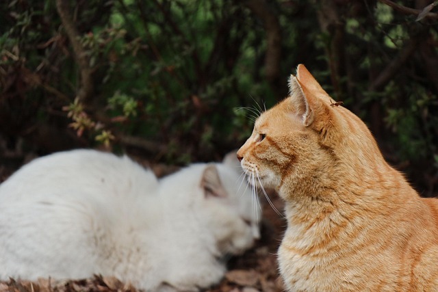 猫 黄猫 白猫 - Pixabay上的免费照片 - Pixabay
