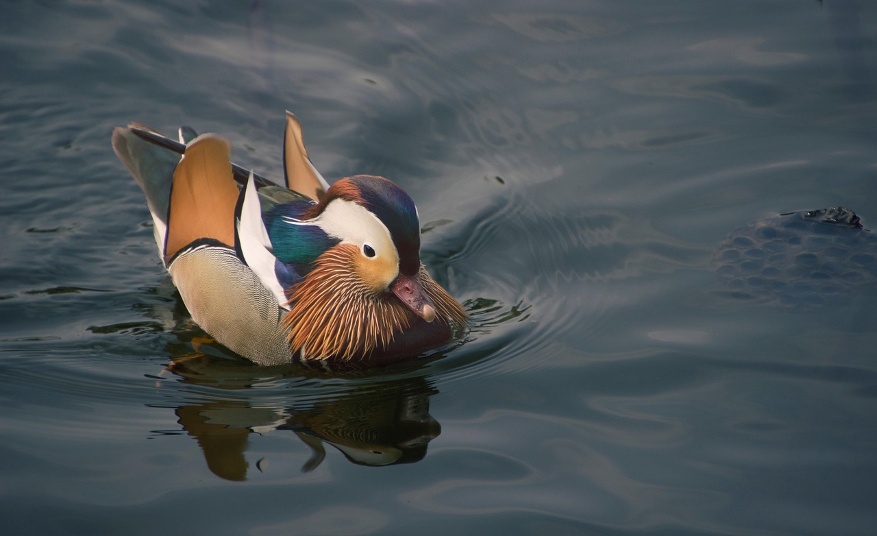 Bird Mandarin Duck Free photo on Pixabay Pixabay