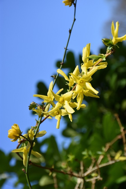 Free Blossom Bloom photo and picture