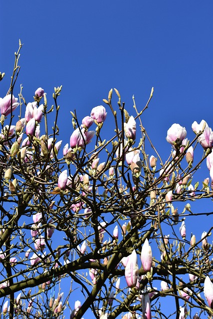 Free Spring Magnolia photo and picture