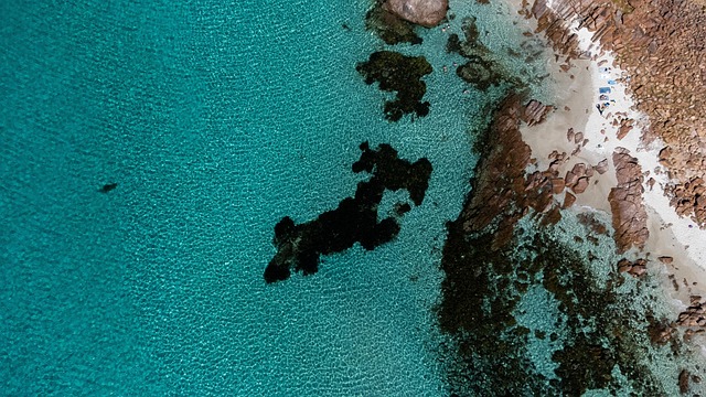 Free Ocean Dog photo and picture