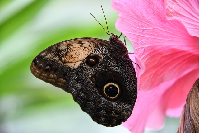Schmetterling, Blume, Entomologie
