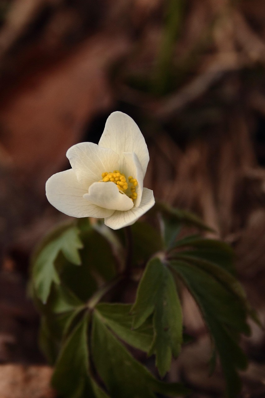 Wood Anemones Wild Plant Leaves Free photo on Pixabay Pixabay