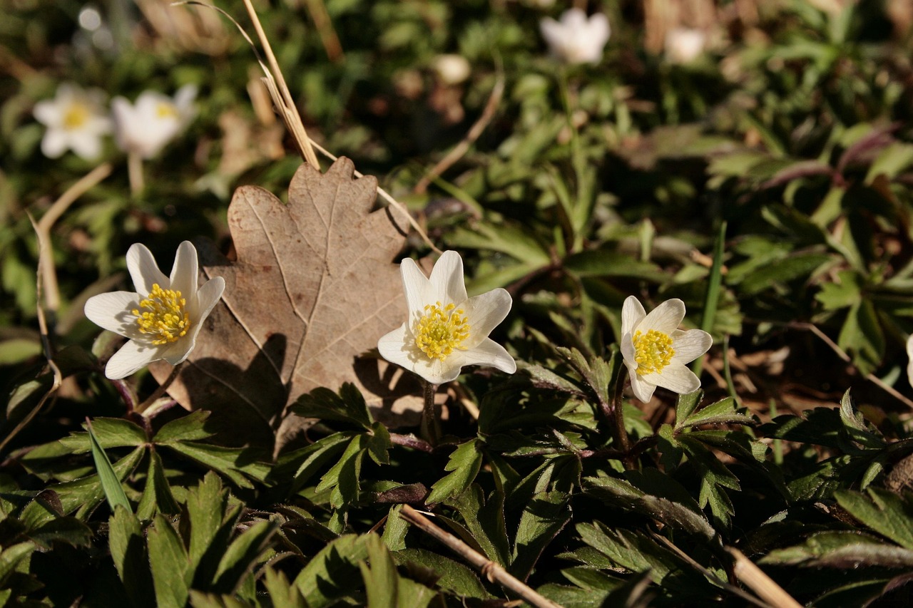 Wood Anemones Early Bloomer Autumn Free photo on Pixabay Pixabay