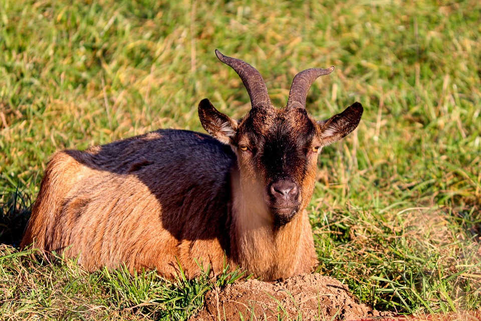 Goat Domestic Head Farm - Free photo on Pixabay