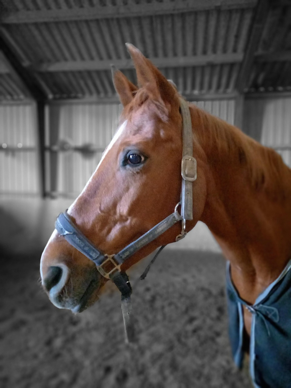 3 Chevaux Rouges Cheval Rouge Les - Photo gratuite sur Pixabay - Pixabay