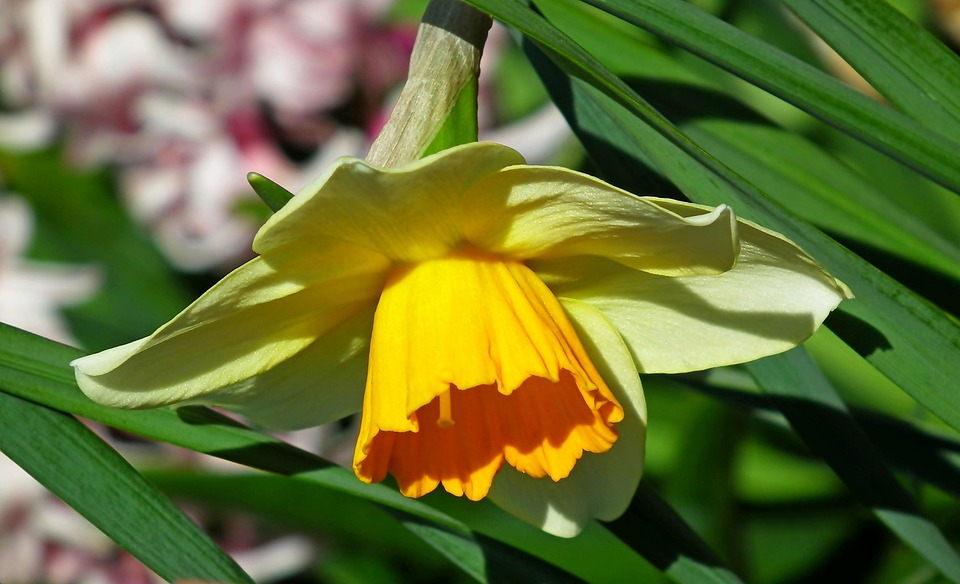 Flower Daffodil Botany Free photo on Pixabay