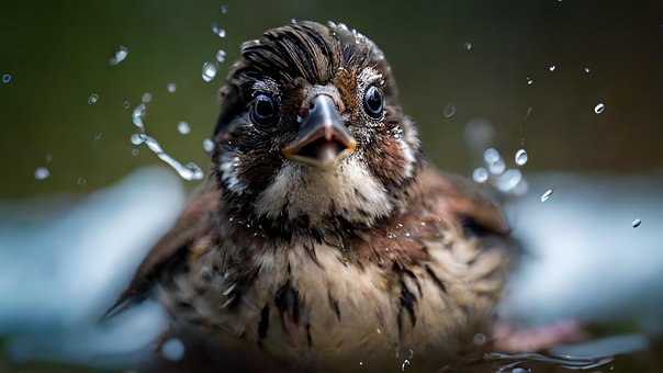 Vogel, Spatz, Wildvogel