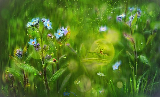El Verano, Flores, Azul, Nomeolvides