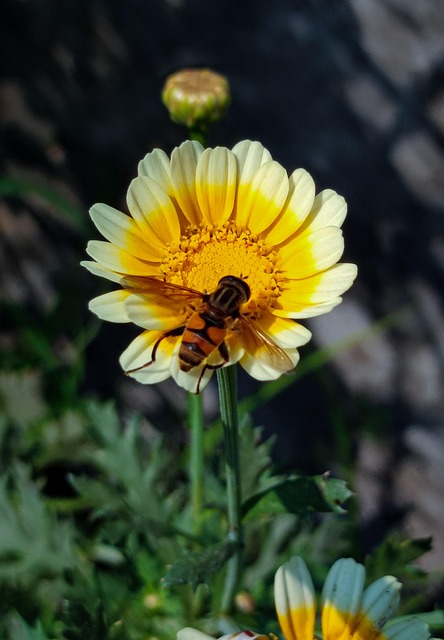 Free Flower Daisy photo and picture