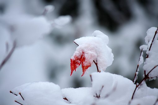 Sne, Røde Blade Om Vinteren, Vinter