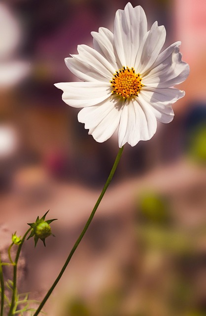 Free Flower Cosmos photo and picture