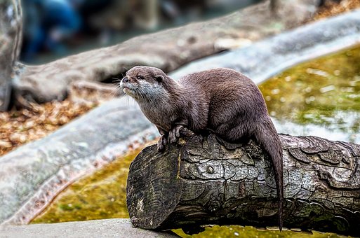 Free Otter Animal photo and picture