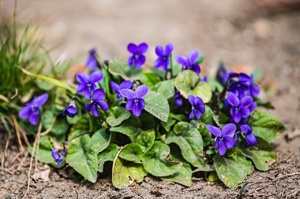 Sweet Violet Flowers Plants Purple Free photo on Pixabay