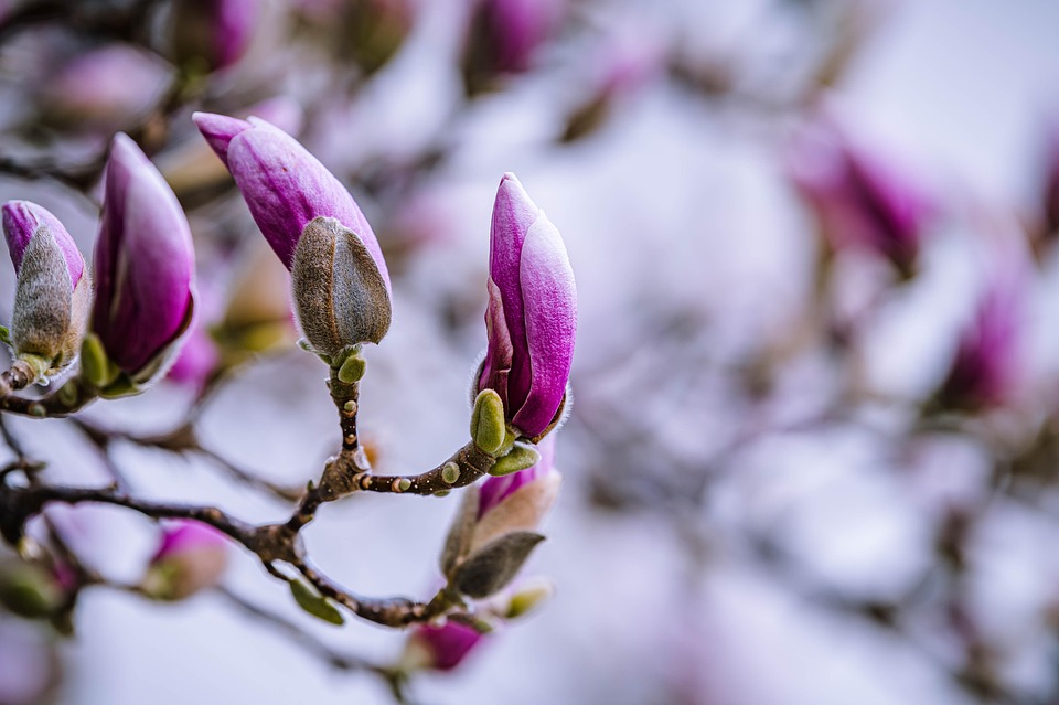 Flowers Magnolia Buds - Free photo on Pixabay