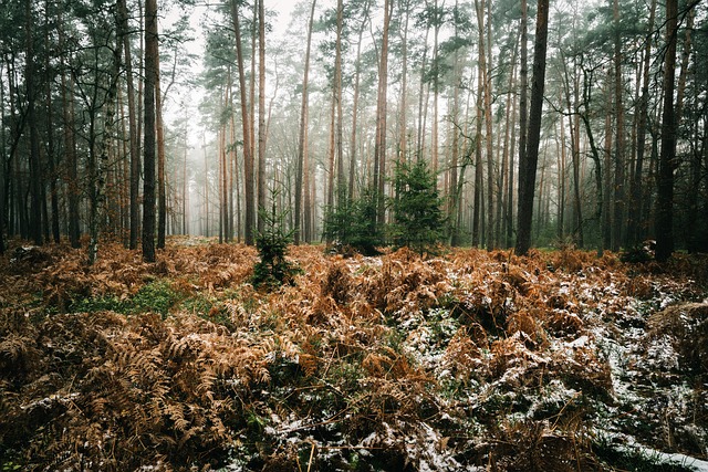 Krajina, Plátno, Fotoaparát, Drahý
