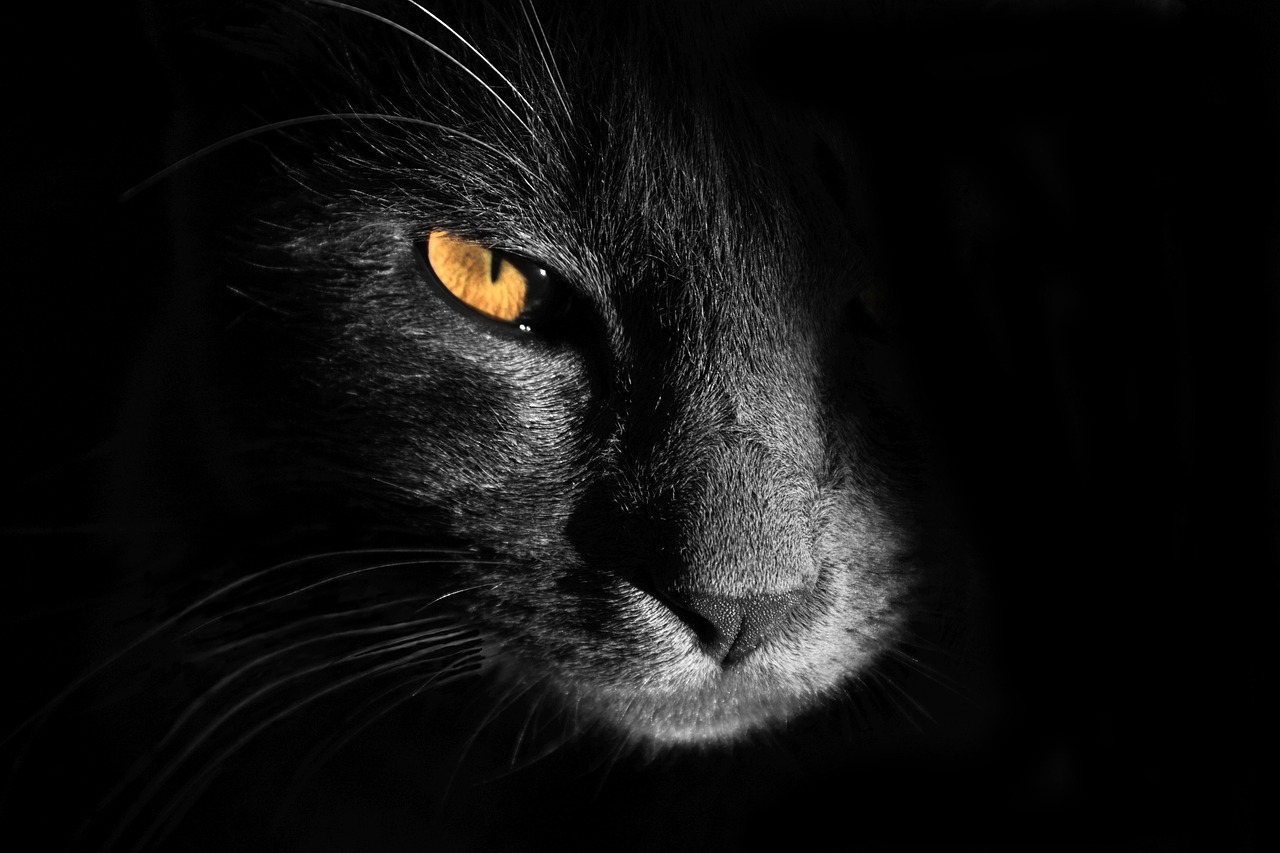 Cat Animal Feline Black And - Free photo on Pixabay