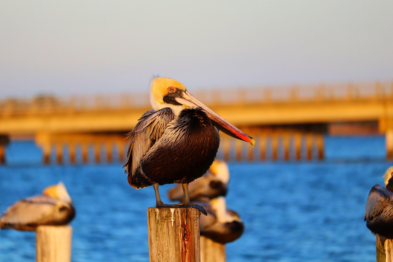 Pelicans Birds Coast - Free photo on Pixabay