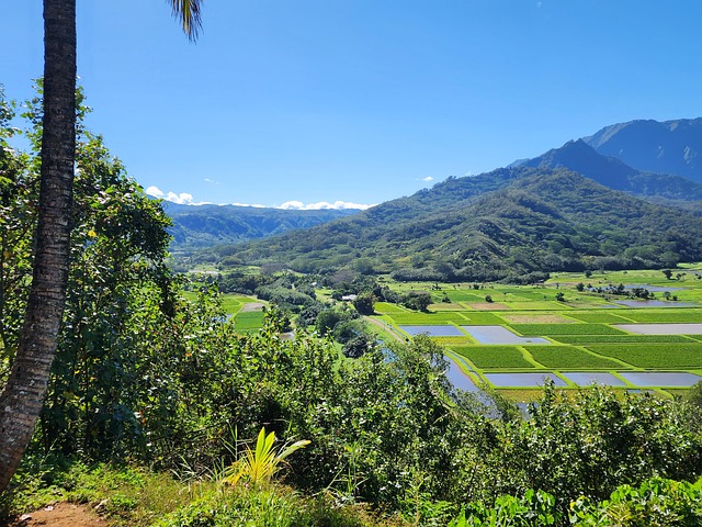 Free Hanalei Hanalei Valley photo and picture