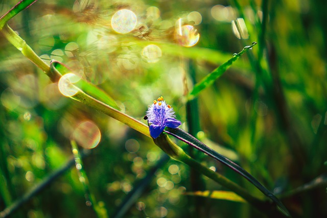 Free Flower Petals photo and picture