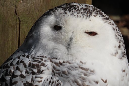 Free Snowy Owl Owl photo and picture