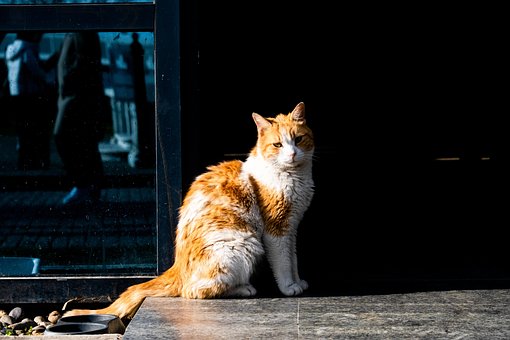 Free Animal Cat photo and picture