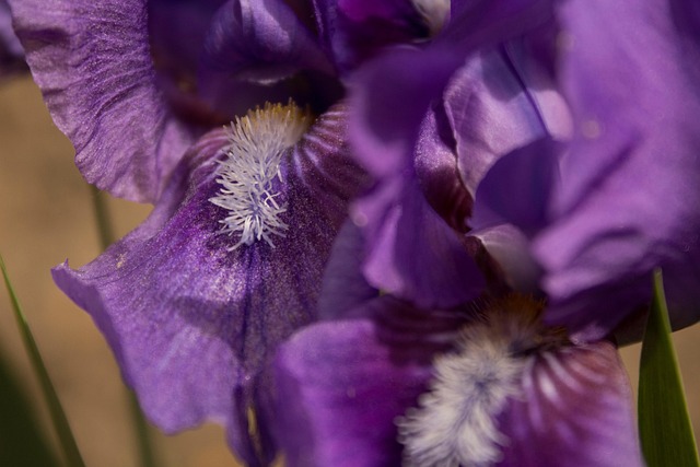 Free Iris Iris Flower photo and picture