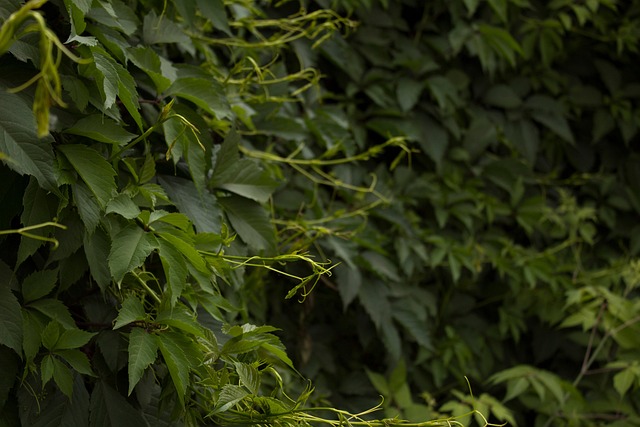 Free Plant Herbs photo and picture