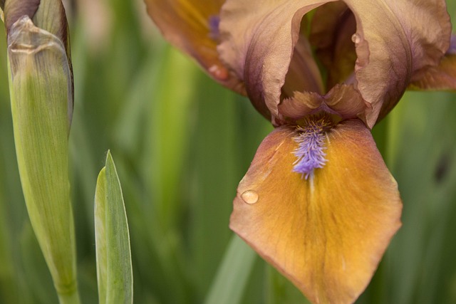 Free Yard Botany photo and picture