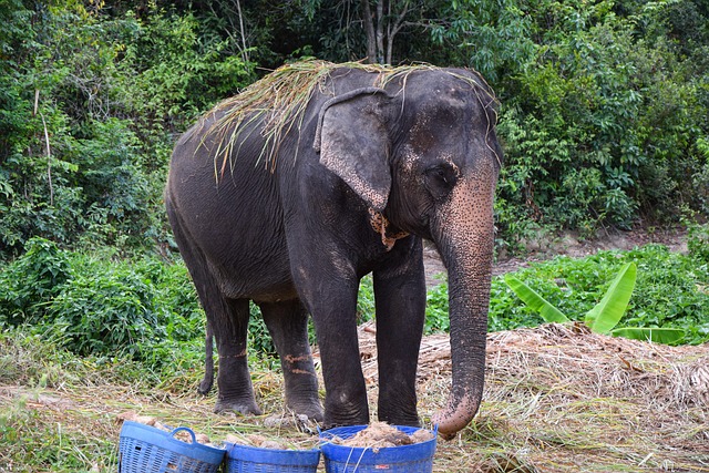 Elefant, Tier, Tailand, Insel, Gefangen