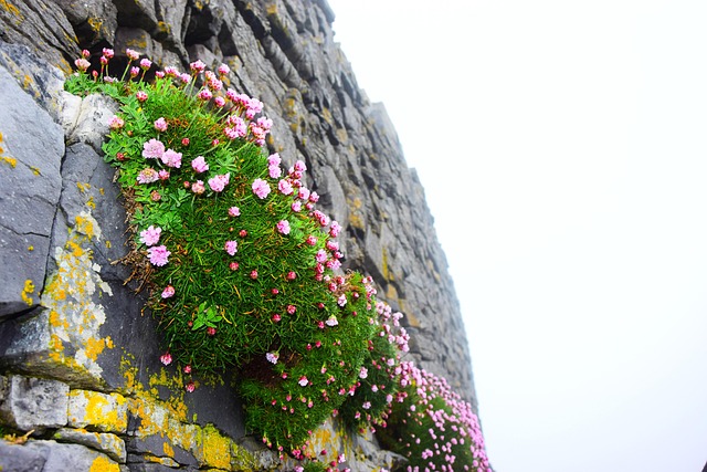 Irland, Cliff, Flowers, Bunt, Natur